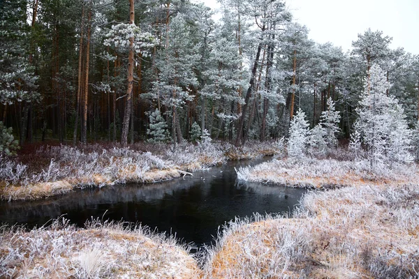 First frost in the autumn forest — Stock Photo, Image