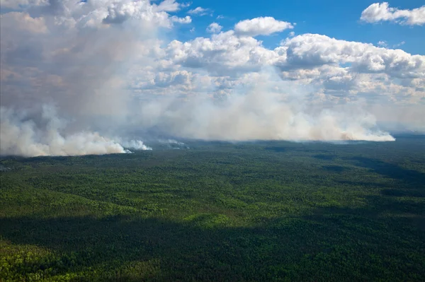 Wildfire i skogen — Stockfoto
