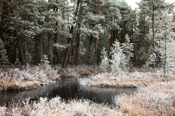 První mráz v podzimním lese — Stock fotografie