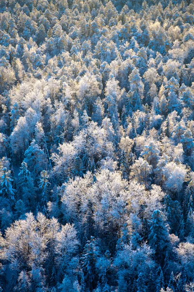 Pohled shora zimního lesa — Stock fotografie