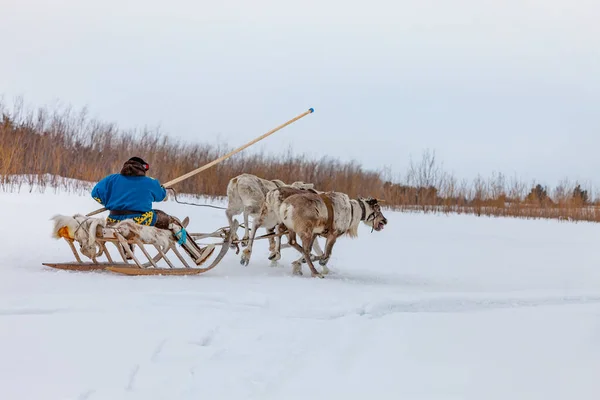 Racing of reindeer in Tundra — Stock Photo, Image