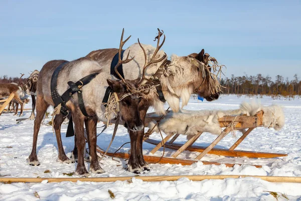 Reindeers in harness during winter — Stock Photo, Image