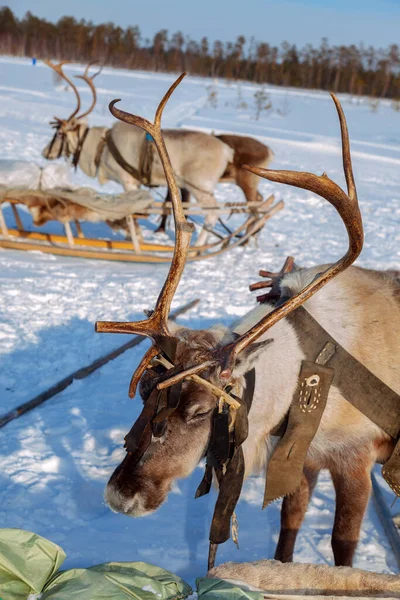 在冬季的一天 在北方人民的国庆节期间 驯鹿在赛前用雪橇站在一起 — 图库照片