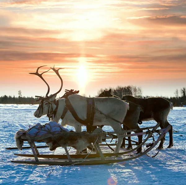 Northern deer in winter tundra — Stock Photo, Image