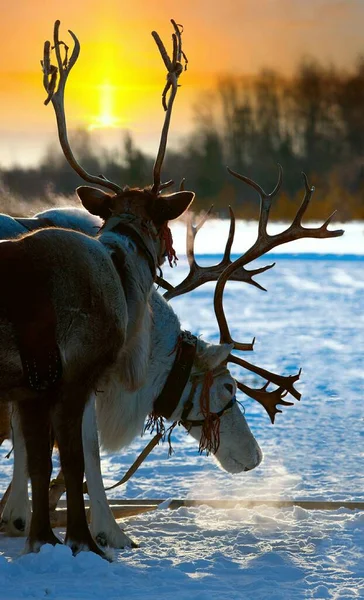 Cervos do norte em stand no inverno tundra — Fotografia de Stock