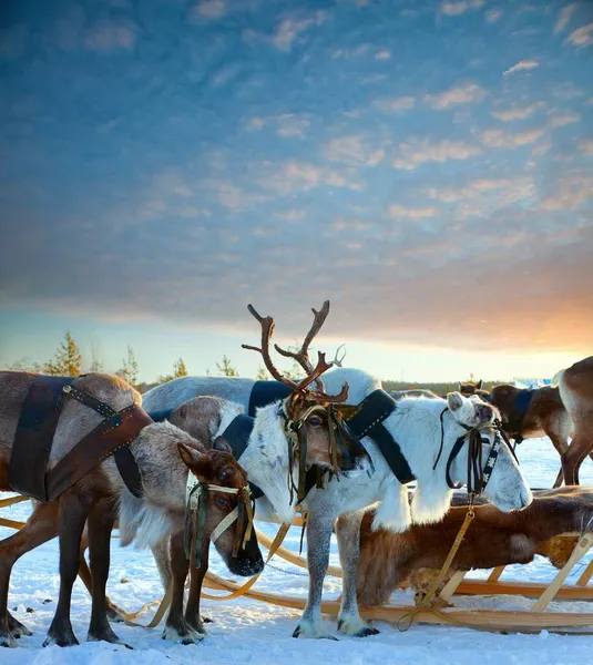 Northern deer in winter tundra — Stock Photo, Image