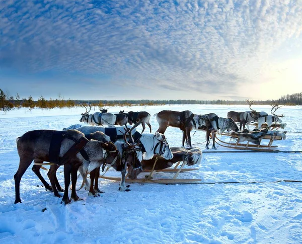Nördliche Hirsche in der Wintertundra — Stockfoto