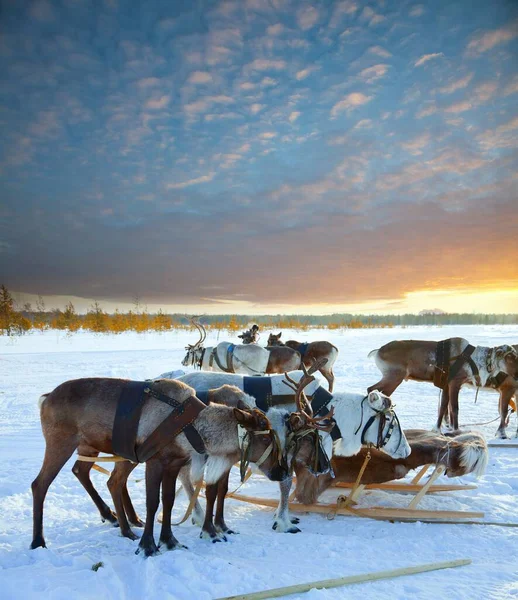 Northern deer in winter tundra — Stock Photo, Image