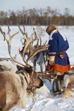 Emniyet kemeri üzerinde kar Kuzey geyik vardır