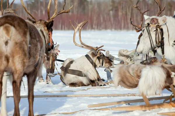 Reindeers at stay inwinter — Stock Photo, Image