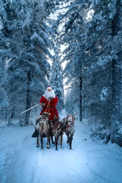 Santa Claus Riding Sleigh Driving His Harness Reindeer Fairy Winter — Stock Photo, Image