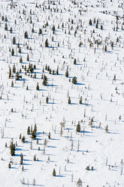 Shadow of pine trees Aerial view. Winter landscape. — Stock Photo, Image