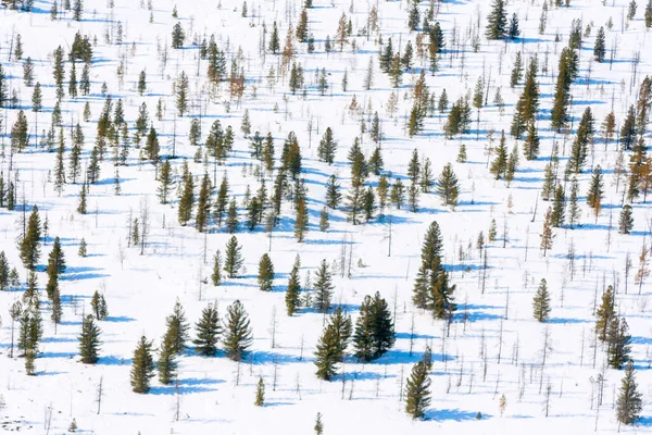 Ombra di pini Vista aerea. Paesaggio invernale. Foto Stock