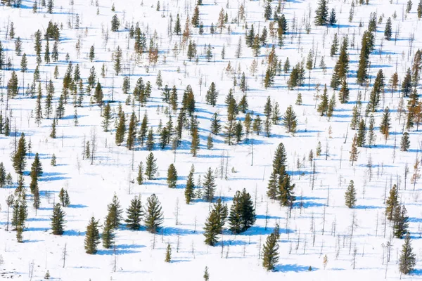 Skugga av tallar Flygfoto. Vinterlandskap. Stockfoto