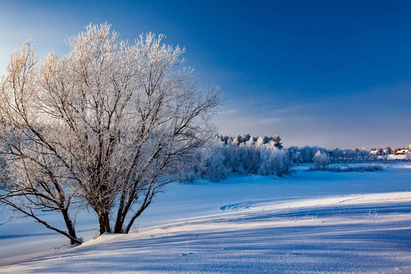 Χιονισμένα δέντρα στις όχθες σε παγωμένη μέρα — Φωτογραφία Αρχείου