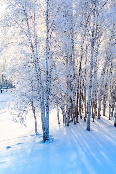 서리가 내리는 겨울날에 자작나무 숲 — 스톡 사진