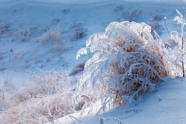Zimní pozadí mrazivé trávy při západu slunce s kopírovacím prostorem — Stock fotografie