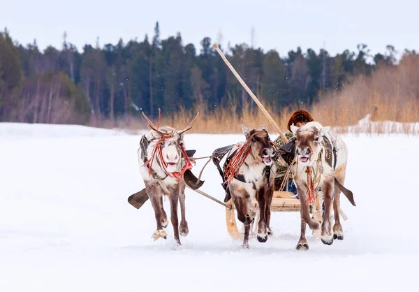 Carreras de renos durante las vacaciones tradicionales en invierno Imagen de archivo