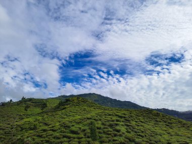 Dağ çay bahçesi manzaralı, parlak mavi gökyüzü düz açılı görüntüler Kurseong Darjeeling Hindistan 'da çekilmiştir..