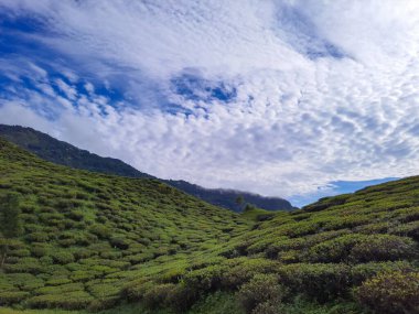 Dağ çay bahçesi manzaralı, parlak mavi gökyüzü düz açılı görüntüler Kurseong Darjeeling Hindistan 'da çekilmiştir..