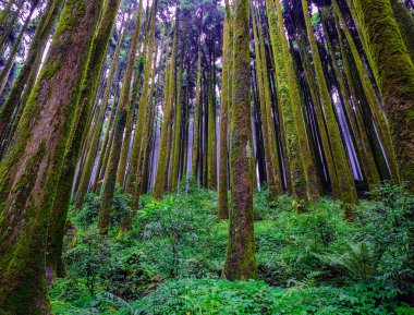 Farklı açılardan çekilen beyaz sisli çam ağacı ormanı görüntüsü Mirik Ormanları 'nda Batı Bengal Hindistan' ı darjeeling 'de çekilmiştir..