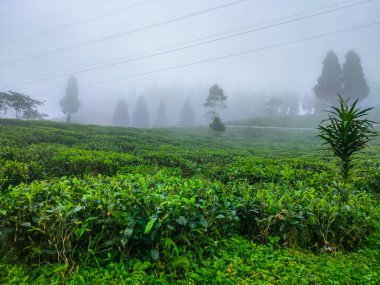 Sisli dağ sırasındaki çay bahçesi sabah sisle kaplı inanılmaz manzara Mirik Darjeeling Batı Bengal Hindistan 'da çekildi..