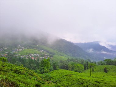 Sisli dağ sırasındaki çay bahçesi sabah sisle kaplı inanılmaz manzara Mirik Darjeeling Batı Bengal Hindistan 'da çekildi..