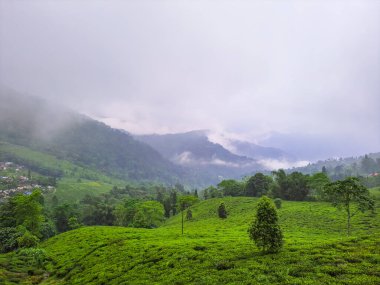 Sisli dağ sırasındaki çay bahçesi sabah sisle kaplı inanılmaz manzara Mirik Darjeeling Batı Bengal Hindistan 'da çekildi..