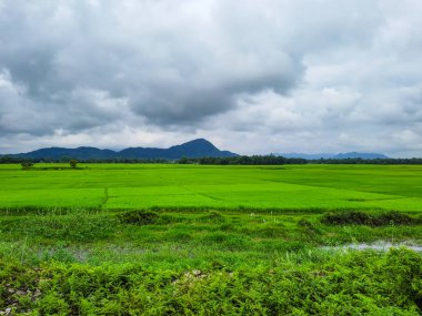 Açgözlülük tarlaları dramatik gökyüzü ve dağ arkaplanı ile sabah görüntüsü Guwahati assam Hindistan 'da çekilmiştir..