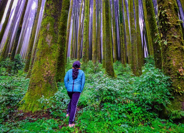 Giovane Ragazza Pineta Foresta Con Sfondo Nebbia Bianca Disinnescata Mattino — Foto Stock