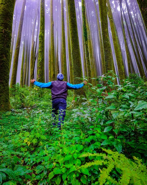 Giovane Escursionista Pineta Foresta Con Bianco Disinnescato Nebbia Sfondo Mattino — Foto Stock