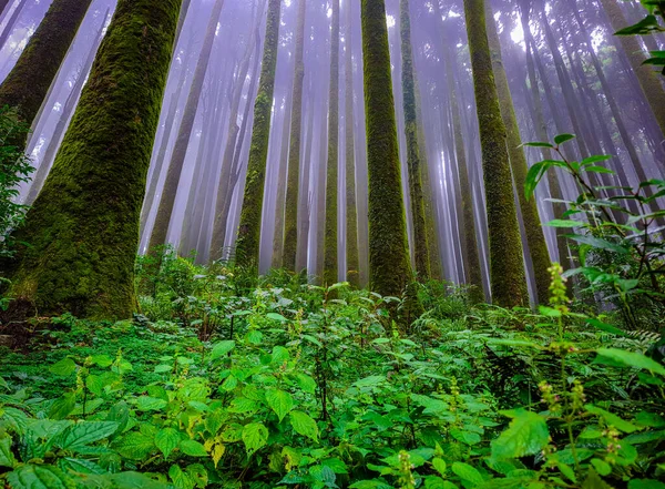 Foresta Pini Con Sfondo Bianco Nebbia Disinnescata Mattino Diverse Angolazioni — Foto Stock