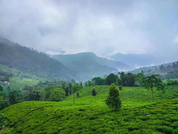 Teegarten Bei Nebligen Bergkette Erstaunliche Landschaft Mit Nebel Morgen Bild — Stockfoto