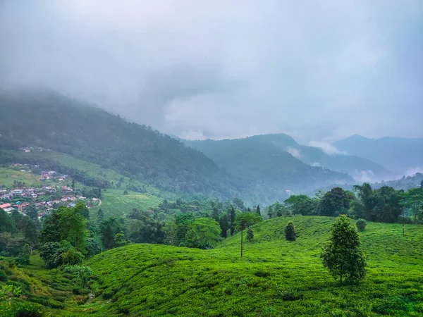 Teegarten Bei Nebligen Bergkette Erstaunliche Landschaft Mit Nebel Morgen Bild — Stockfoto