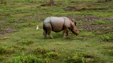 Gergedan sabahın köründe vahşi doğada yürüyor.