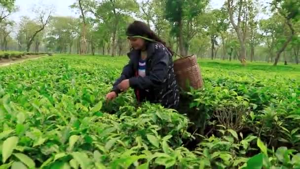 Genç Kız Çay Bahçesinin Ortasında Çay Yaprağı Topluyor Gün Ortasında — Stok video