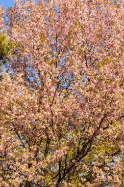 Farklı açılardan çekilen kiraz ağacı öğleden sonra Shillong meghalaya Hindistan 'da çekilmiştir..