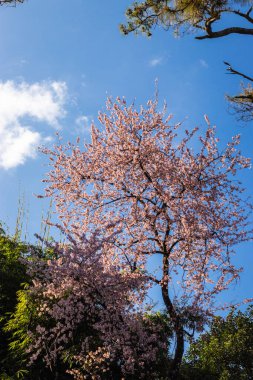 Öğleden sonra parlak mavi gökyüzü olan kiraz ağacı farklı açılardan çekilmiş görüntü Shillong meghalaya Hindistan 'da çekilmiştir..