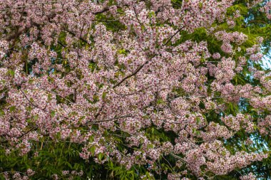 Pembe kiraz çiçekleri ağaç dalında toplanır. Arka planda bulanıklık vardır. Öğleden sonra fotoğraf Shillong Meghalaya Hindistan 'da çekilmiştir..