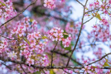 Pembe kiraz çiçekleri ağaç dalında toplanır. Arka planda bulanıklık vardır. Öğleden sonra fotoğraf Shillong Meghalaya Hindistan 'da çekilmiştir..