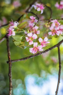Pembe kiraz çiçekleri ağaç dalında toplanır. Arka planda bulanıklık vardır. Öğleden sonra fotoğraf Shillong Meghalaya Hindistan 'da çekilmiştir..