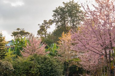 Yeşil ağacın ortasında kiraz ağacı ve düz gökyüzü farklı açılardan Shillong meghalaya Hindistan 'da çekildi..