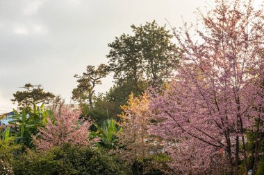 Yeşil ağacın ortasında kiraz ağacı ve düz gökyüzü farklı açılardan Shillong meghalaya Hindistan 'da çekildi..
