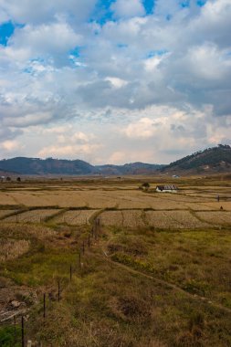 Sarı çimen tarlaları dağ ve parlak mavi gökyüzü ile çevrili sabah görüntüsü sohra fall meghalaya Hindistan.