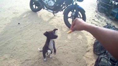 Adam köpek yavrusuna bisküvi yediriyor.