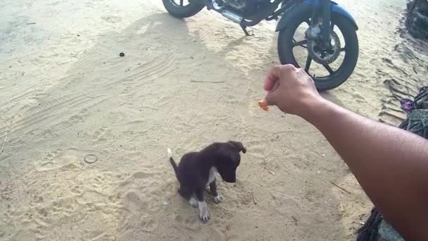 Man Voedt Koekjes Aan Hond Puppy Van Bovenaf — Stockvideo