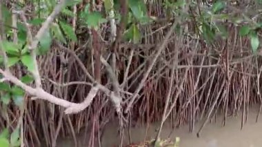 Mangrove Ormanları kök deniz suyu düz açılı video, Chidambaram tamilnadu Hindistan 'da çekilmiştir. Dünyanın en büyük mangrov ormanlarından biridir..