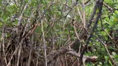 Mangrove ormanları, düz açılı videodan deniz taşralı ormanları Chidambaram tamilnadu Hindistan 'da çekilir. Dünyanın en büyük mangrov ormanlarından biridir..