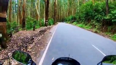 Motosiklet asfalt yolda çam ağacı ormanında sürücü açısından geçiyor.