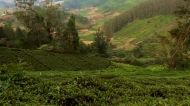 Ooty Tamilnadu Hindistan 'da sabah çekilen kırsal tarım tarlası manzaralı çay bahçesi manzaralı..
